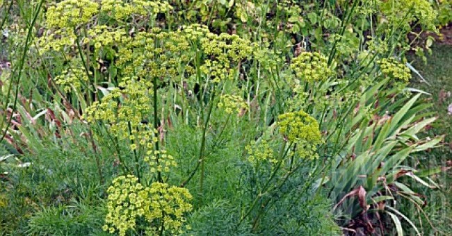 Ferula narthex